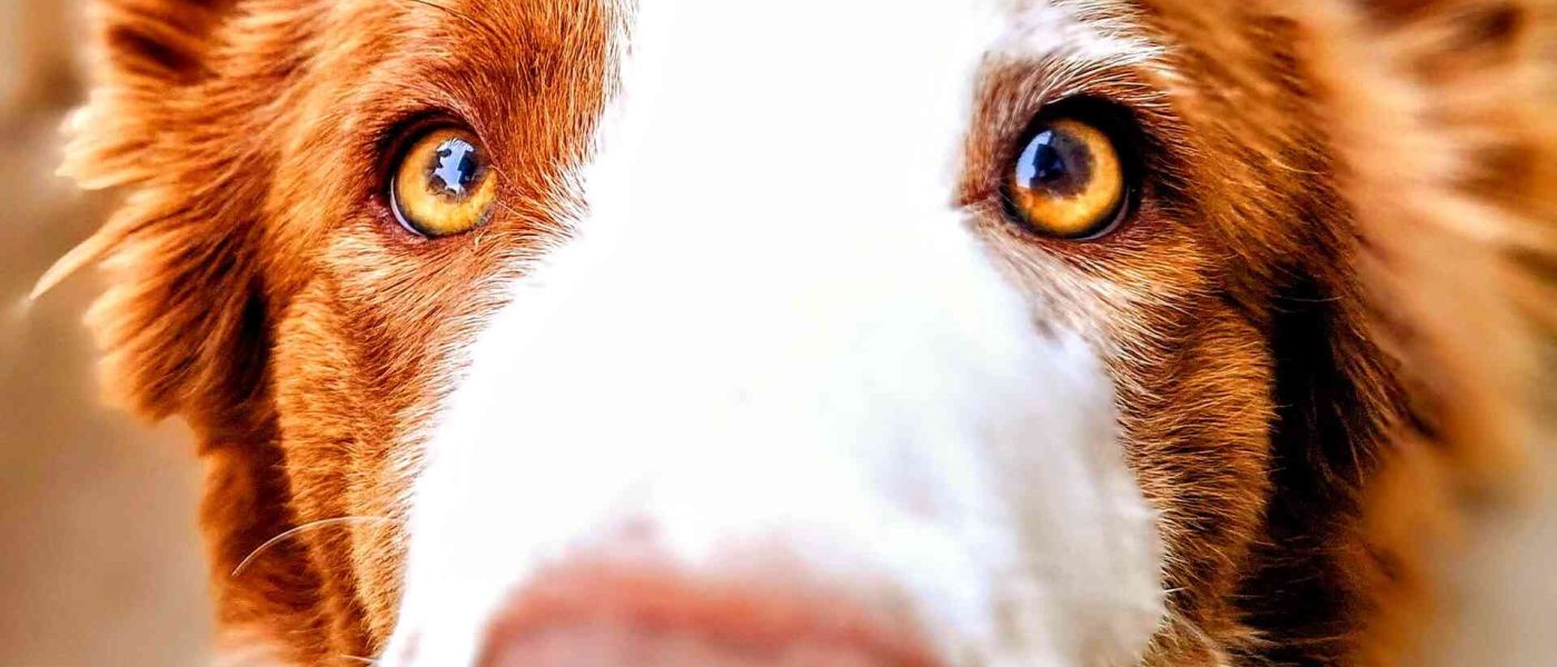 border collie