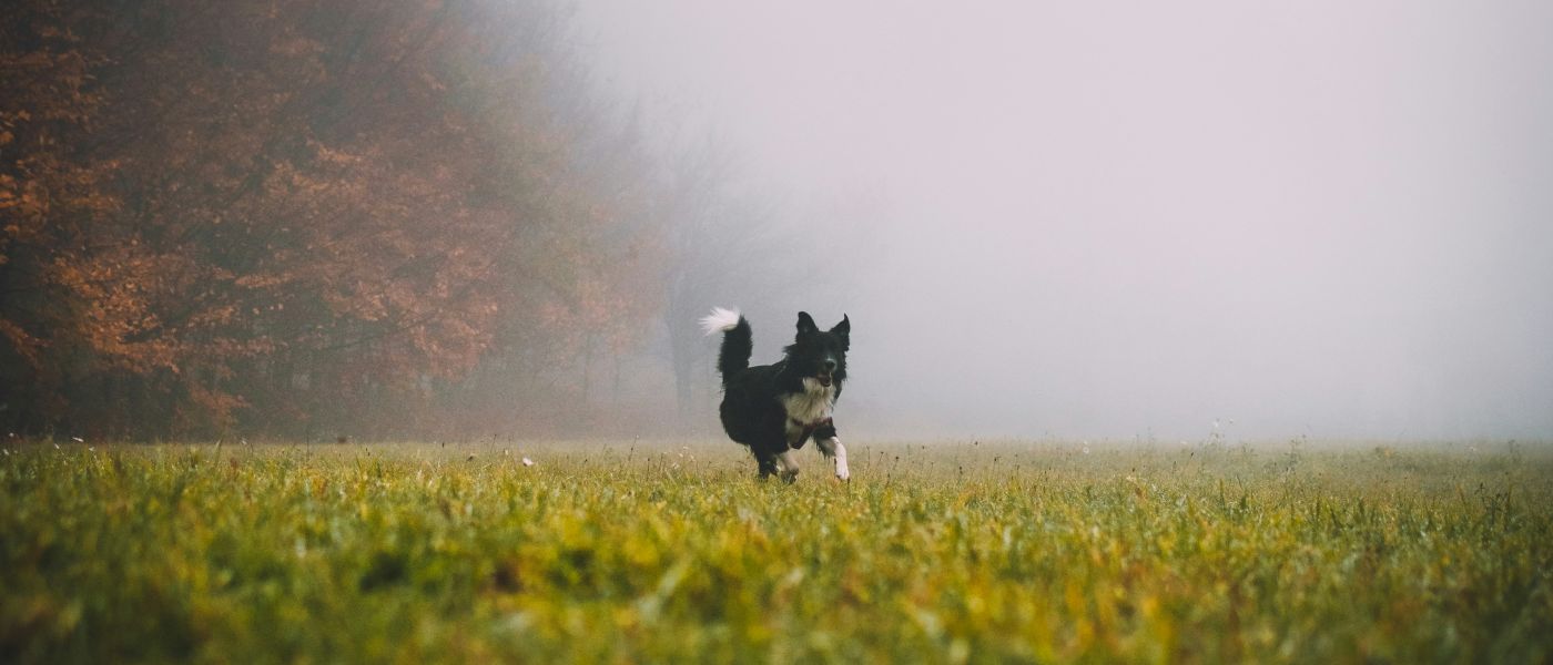 cani in natura